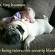 Illustration for article titled Cute Boy Person’s Spirit Animal May Be a Pug